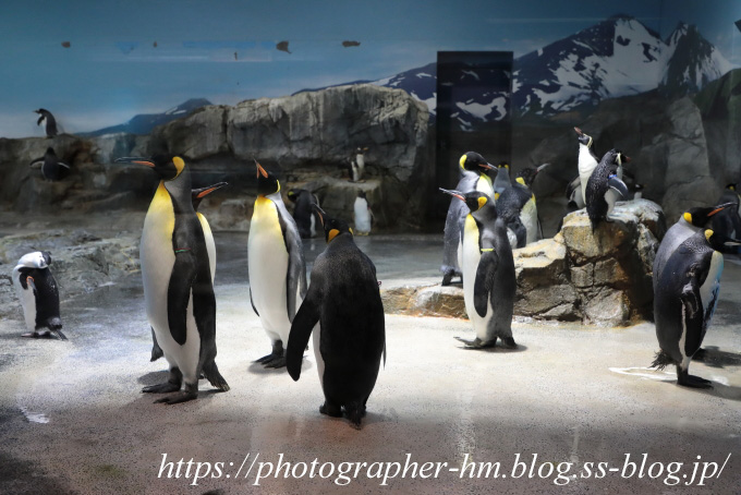 ペンギン水族館03.jpg