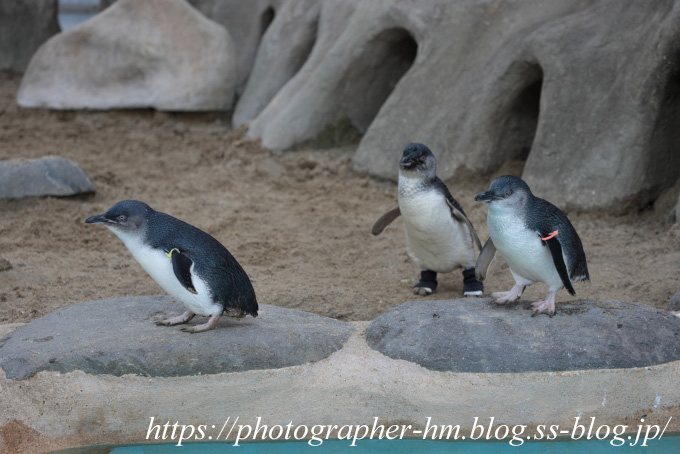 ペンギン水族館05.jpg