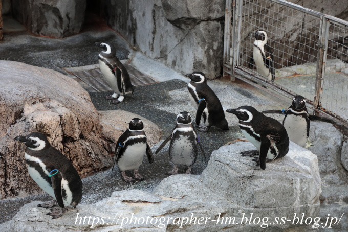 ペンギン水族館06.jpg