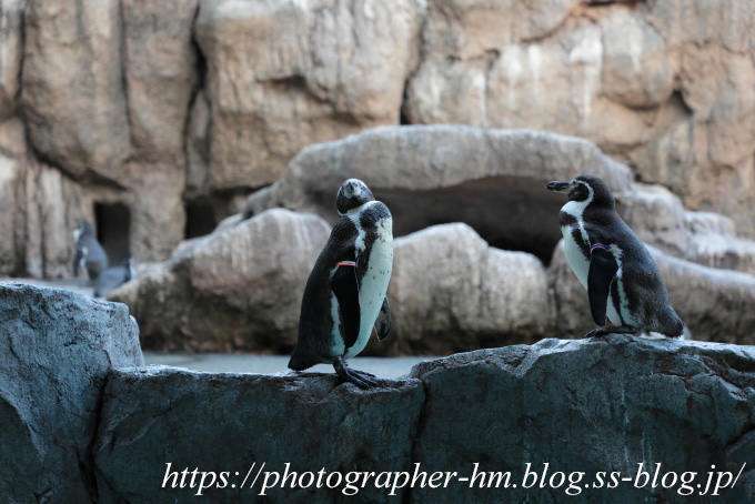 ペンギン水族館07.jpg